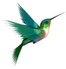 blumingbird